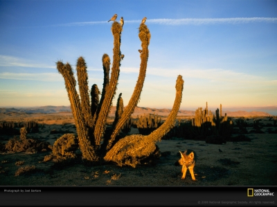 fox-cacti-desert-sartore-738685-lw.jpg