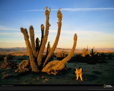 fox-cacti-desert-sartore-738685-xl.jpg