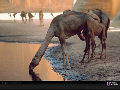 camel-watering-hole-steinmetz-525373-lw.jpg