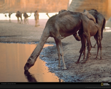 camel-watering-hole-steinmetz-525373-xl.jpg