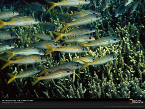 fish-and-coral-tuamotu-513704-lw.jpg