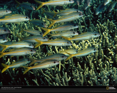 fish-and-coral-tuamotu-513704-xl.jpg