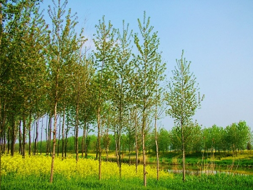 DSCF7649.jpg