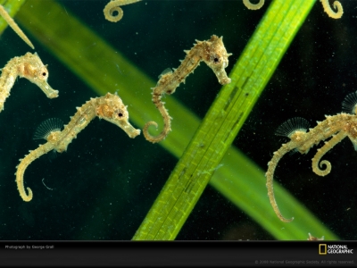 sea-horses-group-grall-484576-lw.jpg