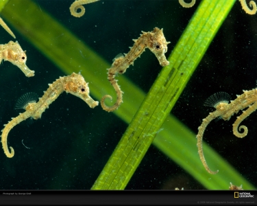 sea-horses-group-grall-484576-xl.jpg