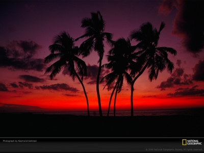 sunset-palm-trees-gehman-88192-lw.jpg
