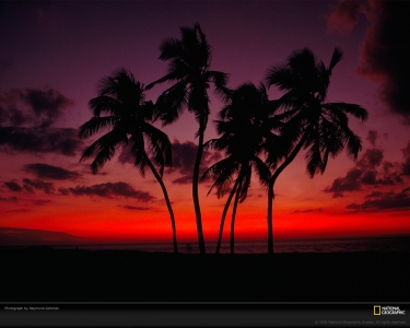 sunset-palm-trees-gehman-88192-xl.jpg
