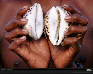 cowrie-shells-reynard-965210-xl.jpg