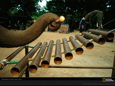 elephant-xylophone-allard-983937-lw.jpg