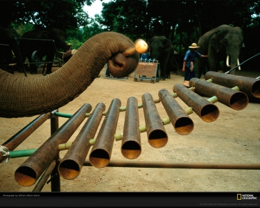 elephant-xylophone-allard-983937-xl.jpg