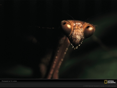 praying-mantis-laman-690565-lw.jpg