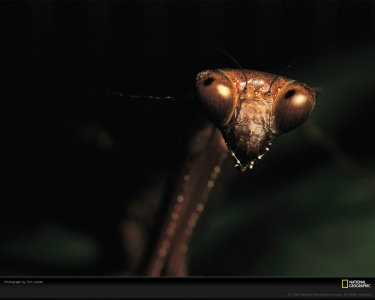 praying-mantis-laman-690565-xl.jpg