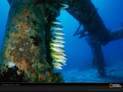 schoolmaster-snappers-skerry-739956-lw.jpg