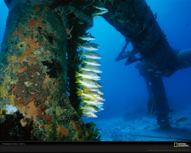 schoolmaster-snappers-skerry-739956-xl.jpg