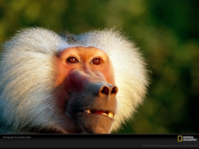 gelada-baboon-peter-979300-lw.jpg