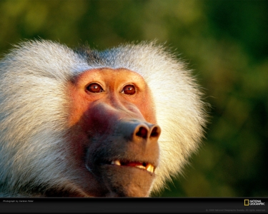 gelada-baboon-peter-979300-xl.jpg