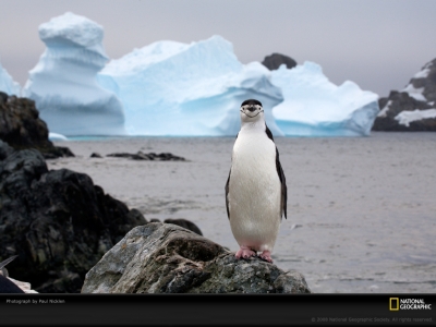 chinstrap-penguin-nicklen-1083080-lw.jpg