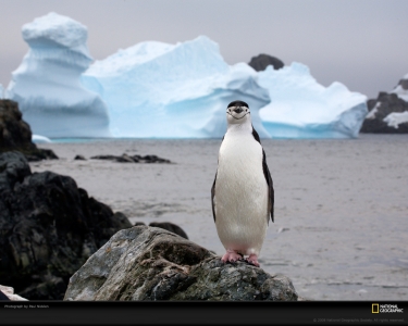 chinstrap-penguin-nicklen-1083080-xl.jpg