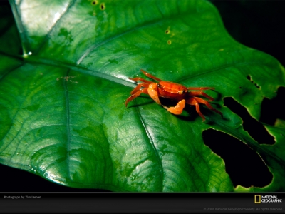 orange-crab-leaf-laman-706975-lw.jpg