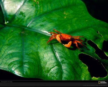 orange-crab-leaf-laman-706975-xl.jpg
