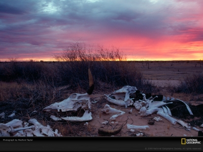 animal-bones-desert-taylor-469575-lw.jpg