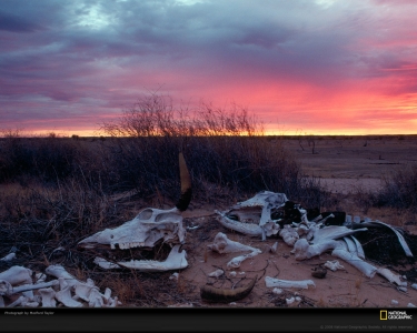 animal-bones-desert-taylor-469575-xl.jpg