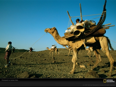 afar-camel-peter-979290-lw.jpg
