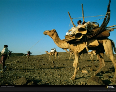 afar-camel-peter-979290-xl.jpg
