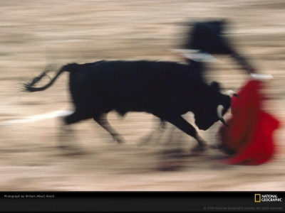 matador-bull-motion-allard-276624-lw.jpg