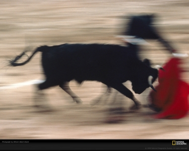 matador-bull-motion-allard-276624-xl.jpg