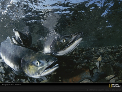 salmon-stream-spawn-kasmauski-527506-lw.jpg