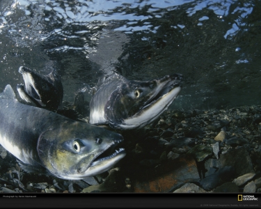 salmon-stream-spawn-kasmauski-527506-xl.jpg