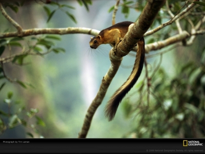 giant-squirrel-laman-63327-lw.jpg