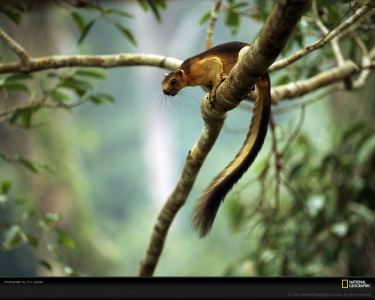 giant-squirrel-laman-63327-xl.jpg