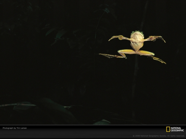 flying-frog-laman-667056-lw.jpg