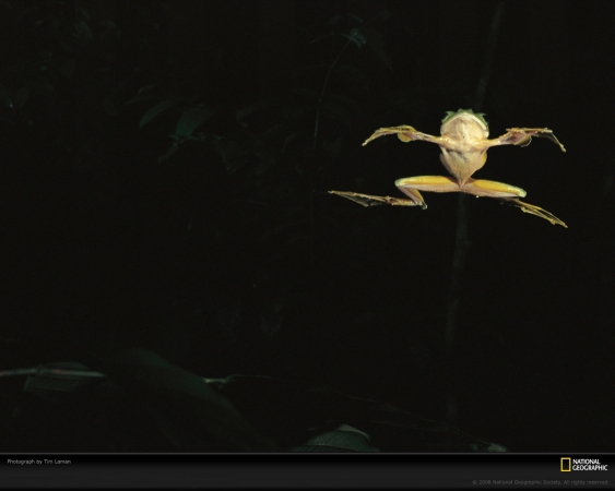 flying-frog-laman-667056-xl.jpg