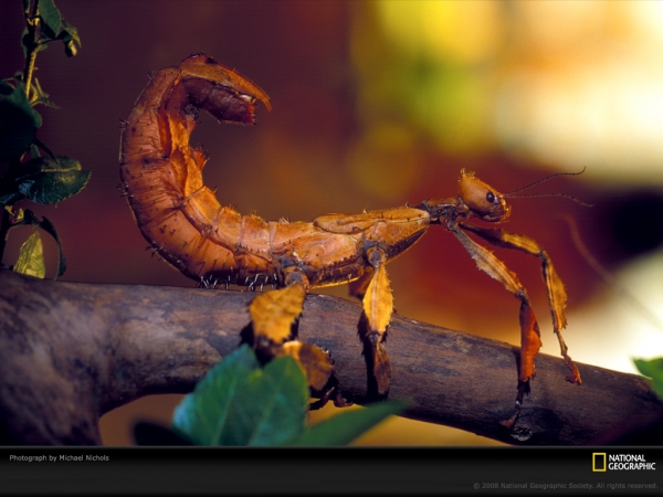 walking-stick-nichols-479147-lw.jpg