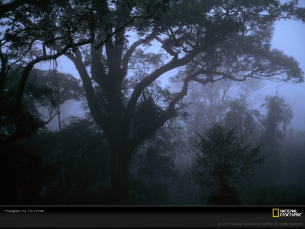 mist-forest-laman-63300-lw.jpg