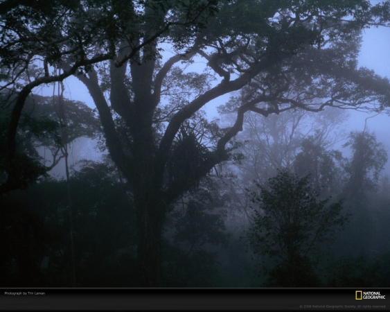 mist-forest-laman-63300-xl.jpg