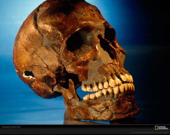 prehistoric-skull-clark-690736-xl.jpg