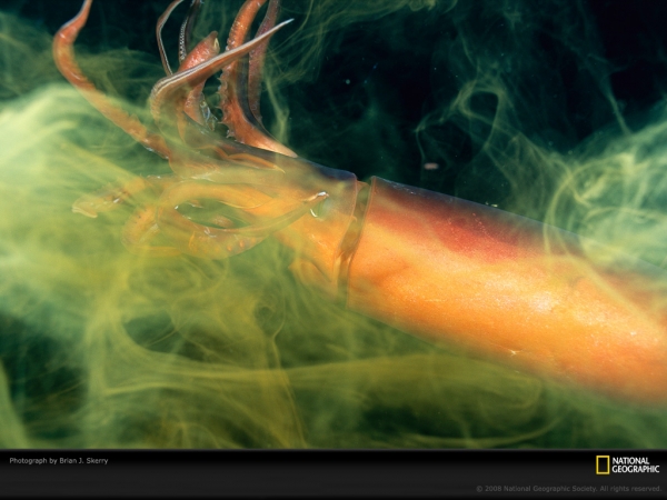 jumbo-squid-skerry-760233-lw.jpg