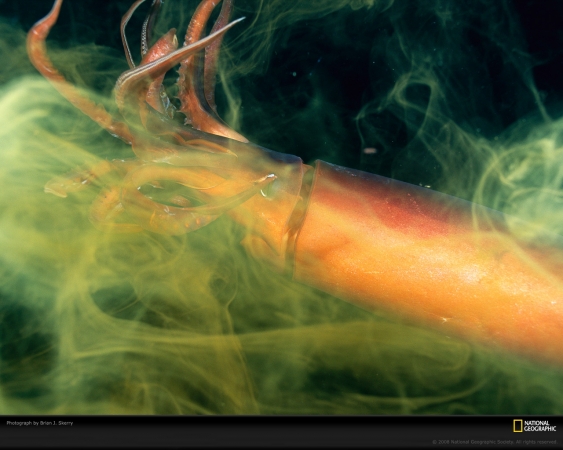 jumbo-squid-skerry-760233-xl.jpg