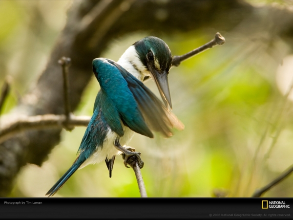 collared-kingfisher-laman-1047788-lw.jpg