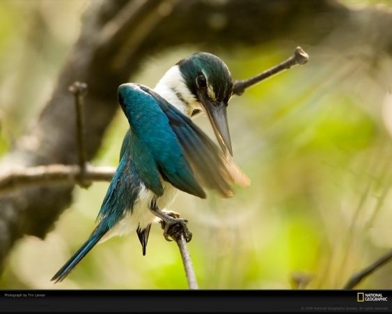 collared-kingfisher-laman-1047788-xl.jpg