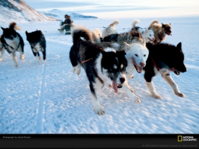 dog-team-mclain-987463-lw.jpg