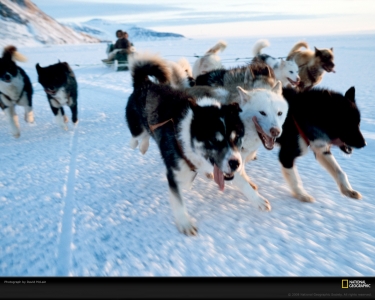 dog-team-mclain-987463-xl.jpg