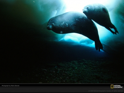 weddell-seal-stenzel-695179-lw.jpg