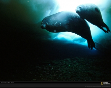 weddell-seal-stenzel-695179-xl.jpg