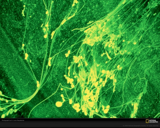 microscopic-entities-mazzatenta-522995-xl.jpg