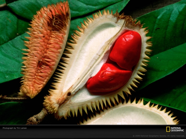 durian-fruit-laman-63460-lw.jpg